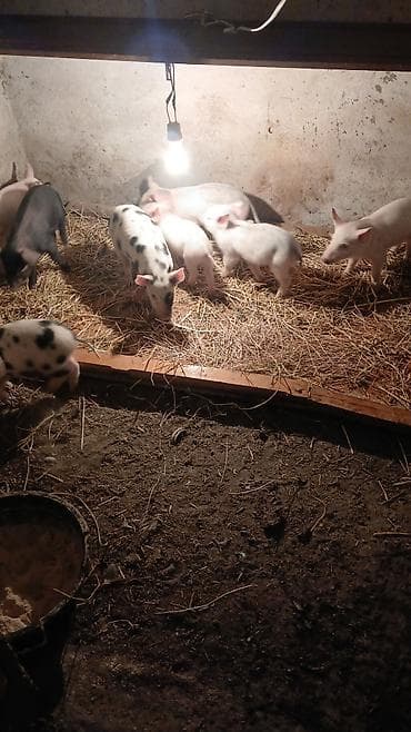 iri it cinsi: Məhsul: Balalıq donuzlar (xoruzlu-naqişli və ağ rənglərdə) Təsvir: - — 3