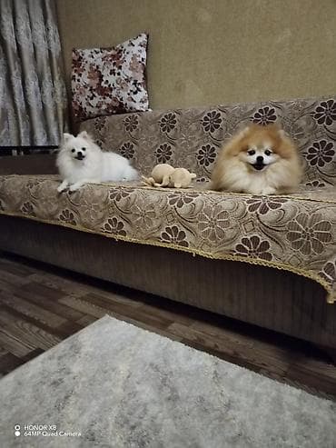 afcarka itləri: Şpitz, 4 il, Dişi, Sənədli — 3