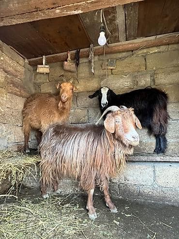 Toyuqlar: 150 180 250 (1 çi qarın və 3 cü qarın ağır boğaz keçilər) — 1