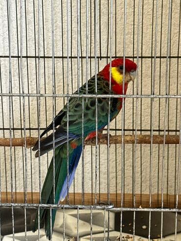 danişan quş: Salam, erkəkdir. 2 yaşı var. Sağlam quşdur. Sarıyanaq rozelladır — 5