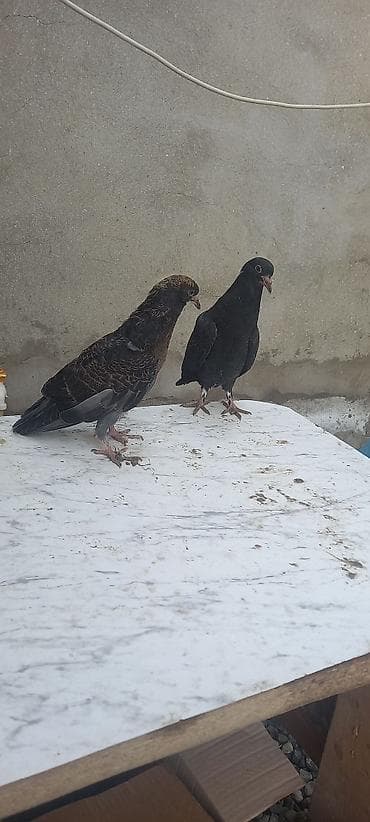 ucuz goyərcinlər: Qaralar satilir hamisi həyətdən çixma balalardi real aliciya endirim — 6