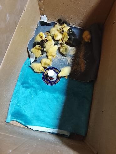 ördək: Ördək balaları Pekin - Növ: ev ördəyi balaları (sarı və qarayalı — 5