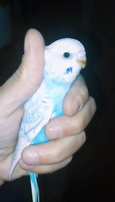 bülbül qəfəsi: Məhdud sayda 2 aylıq klassik rəngli dalğalı tutuquşular (Volnisti və — 1