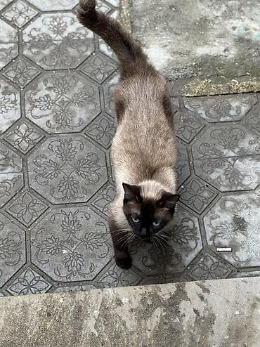 pulsuz piwik: Siam, Dişi, Yaxşı əllərə, Pulsuz çatdırılma — 3