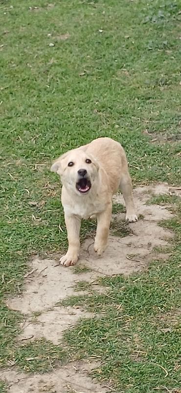 it təlimi: 3 ay, Erkek, Peyvəndli — 3