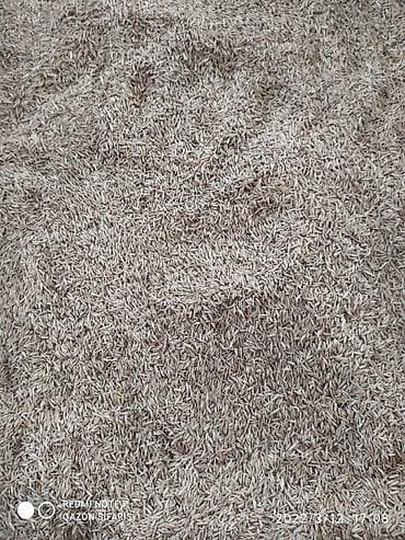 kalina bitkisi: Qazon toxumu — 2