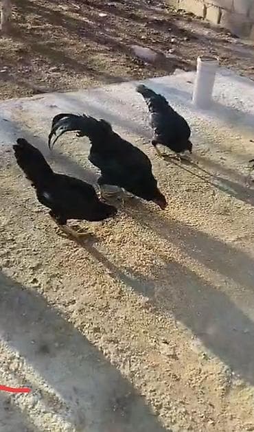 döyüş xoruzu: Toyuq, Damazlıq — 1