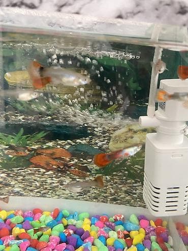 baliq levazimatlari satisi: Yumru akvarium, Balıqlarla birlikdə, 1 l, Ünvandan götürmə, Ödənişli çatdırılma — 3