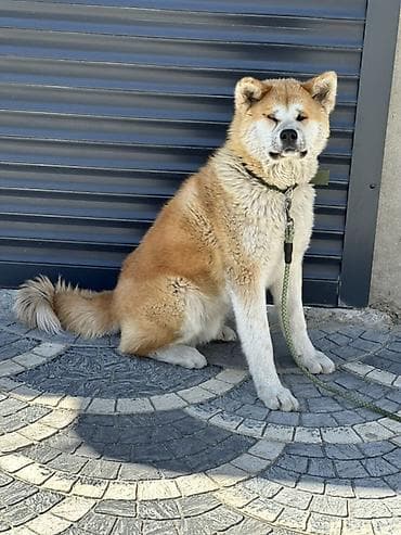 it pulsuz: Akita-inu — 1