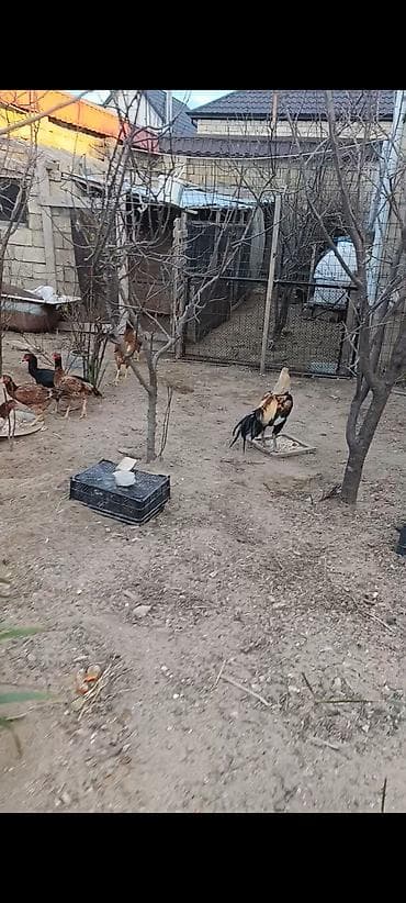 xoruzu: Salam tam saglam 1 yas yarimliq heyrati xoruz cox qızğın heyvandi — 3