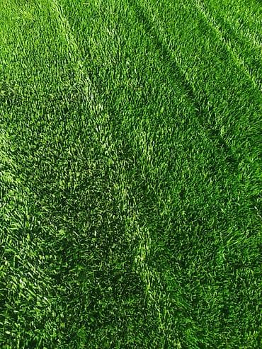 Растения: Qazon satılır eni yarpaq danimarka toxumu. ilə əkilmə qazondur yerində — 3