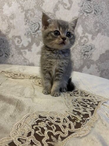 shotland pişiyi: Şotland, Erkək — 1