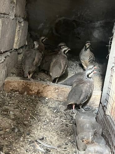 hinduska yumurtasi nece gune cixir: Məhsul: Dağ kəklikləri (Alectoris chukar) – sürü halında Təsvir: - — 2