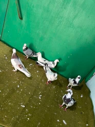 bugda qiymeti: Temz goy niwanlardi her quwun oz qiymeti var — 1