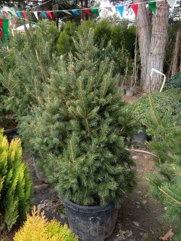 sumax ağacı: Yeni il şamları Pixta və Kremlovski təbii şamlar dibçəkdə topdan en — 4