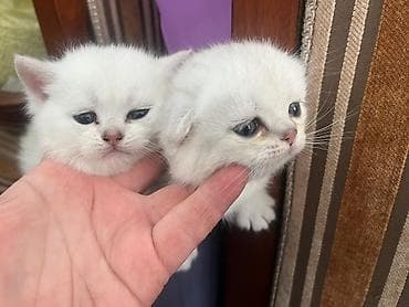 van pişik: Britan — 4