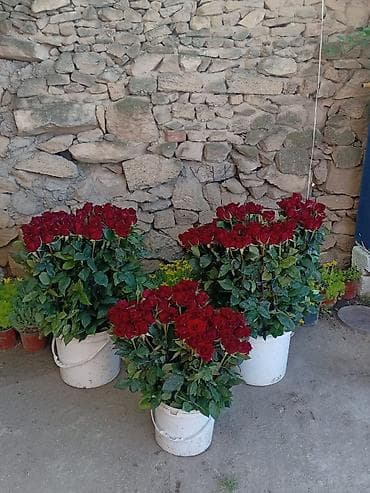 yuxuda gul ekmek: Qızılgül şitilləri – dibçəkdə, istixana yetişdirilməsi Məhsul: - — 8