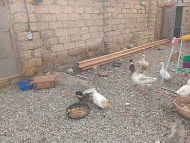 ördək haqqında məlumat: Ördəklər sağlamdır super kök ördəklərdi — 2