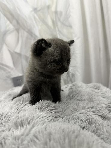 sirin pişik balalari: Britan, Yaxşı əllərə — 3