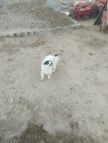pudel itləri: Pudel, 1 il, Erkek, Cütləşmə üçün, Ödənişli çatdırılma — 8