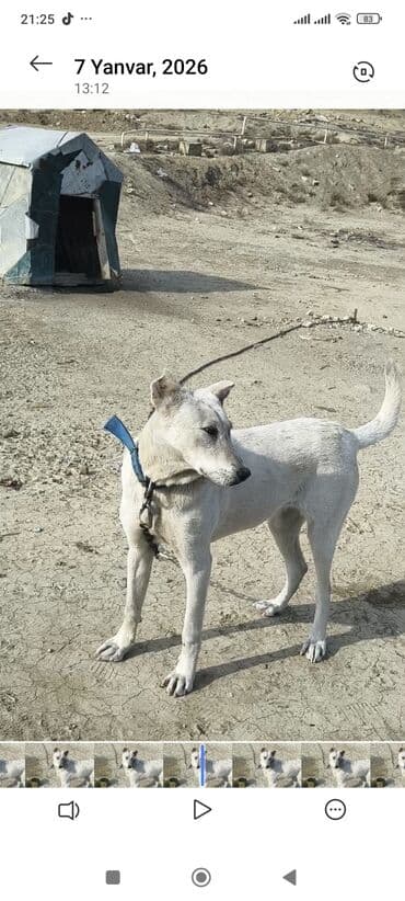 ev quşları haqqında melumat: Məhsul: Qoruyucu it (ağ rəng, qısa tüklü) Təsvir: - Orta-böyük — 3