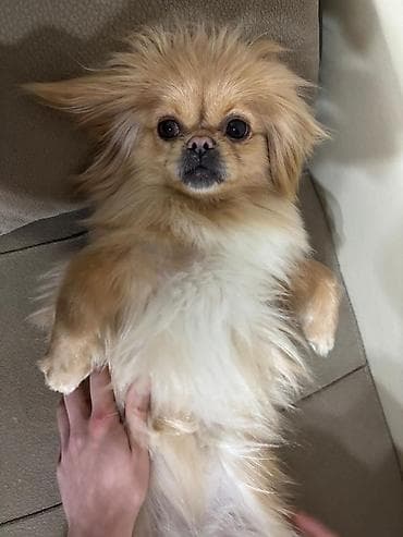 it tüklü: Pekines, 1 il, Dişi, Peyvəndli, Ödənişli çatdırılma — 2