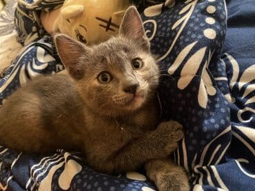 Heyvanlar üçün mallar: İki pişik balası – qəbul üçün - Qara-ağ tüklü pişik balası:5 aylıq — 5