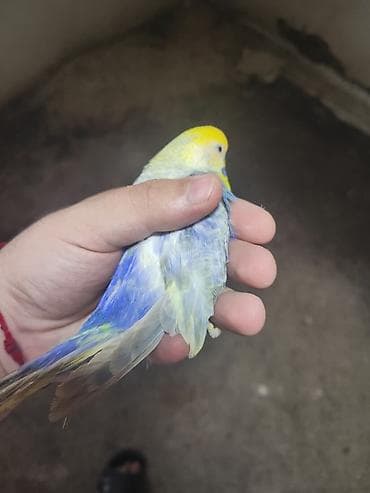 erkek pisik: Salam,Təmiz qan çernel rainbow cütlük.1 yaşları var.Uzukludur.Bir dəfə — 4