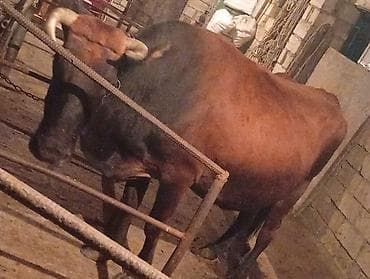 cins inekler: Ətlik Maldi Real alıcılar Zeng Etsin Super kokdu — 1