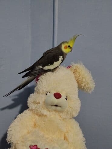 Pişiklər: Nimfa (Cockatiel) tutuquşu satılır. Xüsusiyyətlər: - Növ: Nimfa — 1