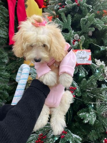 Heyvanlar üçün mallar: Maltipu 2Aylıq - Rəng: Açıq çəhrayı - Material: Yumşaq, nəfəsalan — 3