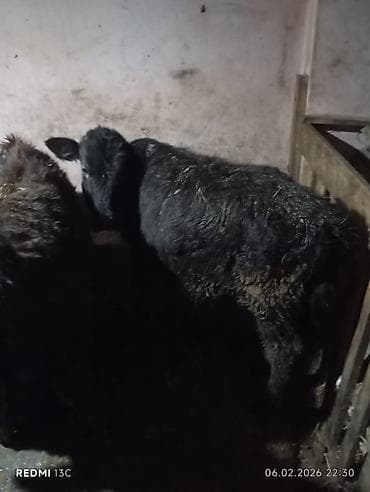 Saxlamali 3. 4 aylig disi danadi zeng catmasa vapcatla zeng vur bos