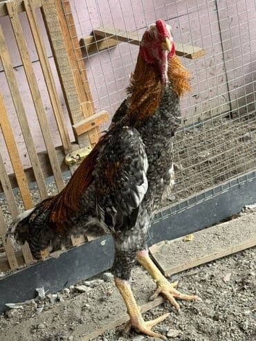 ingilis setter it cinsinin digər adı: Təmiz qan pleymut beçə bana təzə düsüb 8 aylıqdır — 3