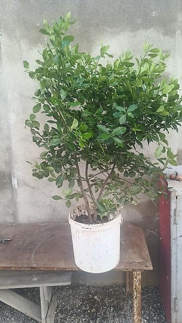 cercis ağacı: Həmişəyaşıl kol Mərdəkan — 1