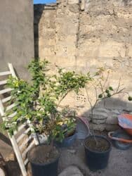 Bitki dərmanları: Limon ağaclari — 1