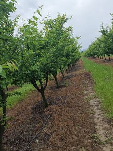 isti ağlay: Qoz chandler- 8 ha 7 illik, 4 ha 2 illik alma qızılehmed- 1 ha 4 — 7