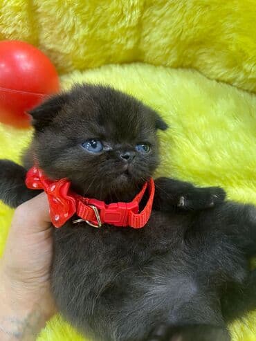 pişik sarı: Ekzot, Erkək, Dişi, Yaxşı əllərə, Ünvandan götürmə, Pulsuz çatdırılma, Ödənişli çatdırılma — 3