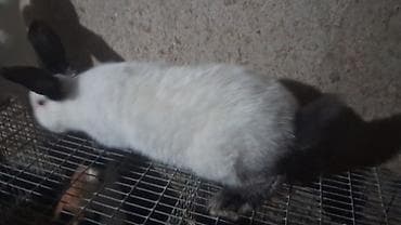 Gəmiricilər: Temiz kaliforniya dovsanlar satilir.qusardan getirmishem — 3