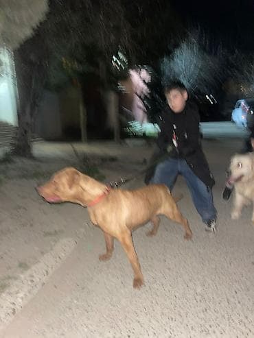 poodle it: 1 il, Dişi, Sənədli, Ünvandan götürmə — 3