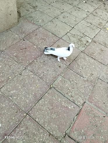 delfin goyərcin: Tutulma göy boyun cavan quşdur.Erkək 13-14 tük — 3