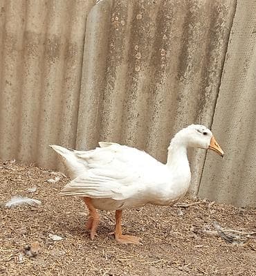 Qazlar – ev quşları - Növ: qaz - Rənglər: ağ və boz-qəhvəyi (qanad