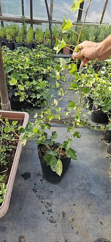 hilba bitkisi nedir: Hedera helix (Plyuş sarmaşığı) sürətlə yayılaraq səthləri bürüyən — 7