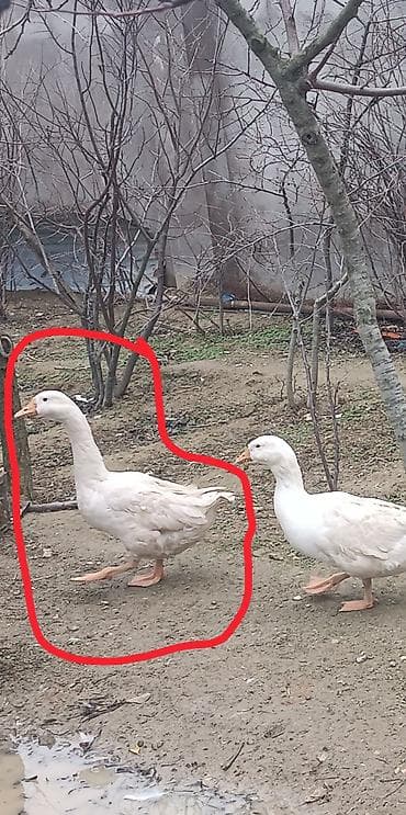 Salam, zəhmət olmasa tam oxuyun.5 aylıq erkək bir ədəd qaz