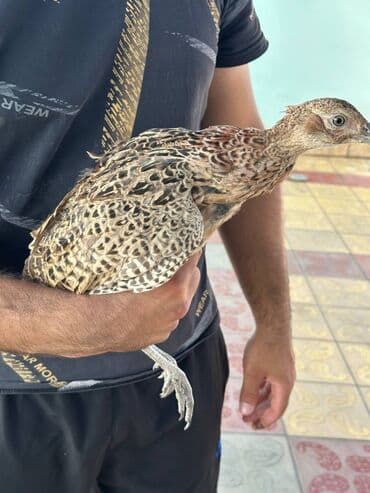 itlerin pulsuz verilmesi: Qafqaz qırqovulu, həm Qafqaz, həm də Qırqovulu növlərinin — 3