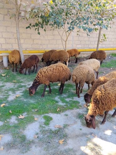 qala sortu: Quzu, Dişi, Qala, ay: 1, 30 kq, Damazlıq, Ünvandan götürmə — 2