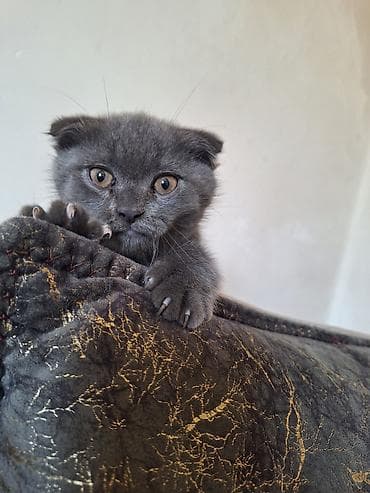 Pişiklər: Şotland yastı qulaq — 3