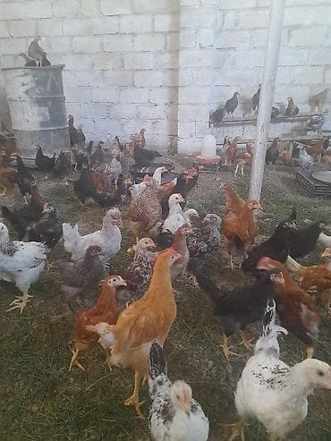 elan it: Məhsul: Yerli cins qarışığı cücələr/toyuqlar Təsvir: - Şəkillərdə — 4