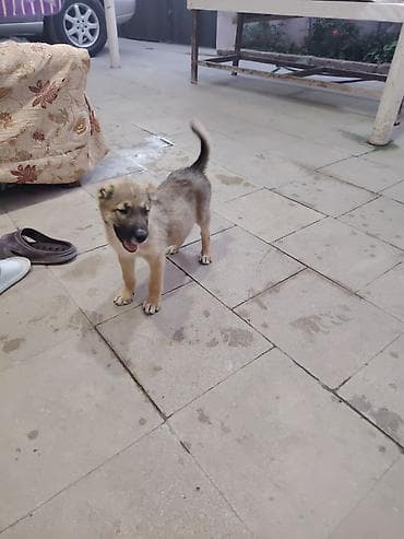 50 günlük kangal balası. Ozum yeni almısam sadece işimlə baqlı — 2