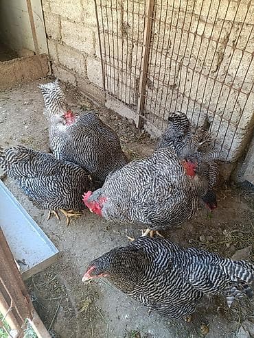 cuce ve xoruz: Barred Rock Plymouth. 3-fərə 3-xoruz 1il5 aylıqdılar təmiz qan sağlam — 7