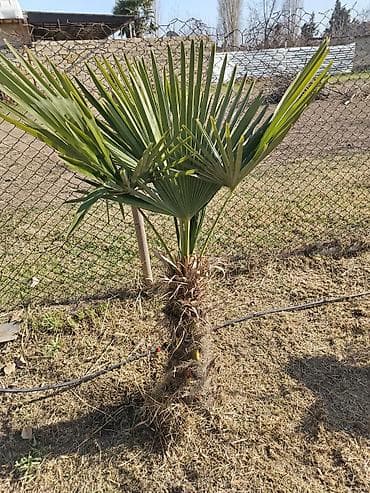 crna udovica kapi: Məişət və ev əşyaları paketi - İndesit ikiqapılı soyuducu: yuxarıda — 4